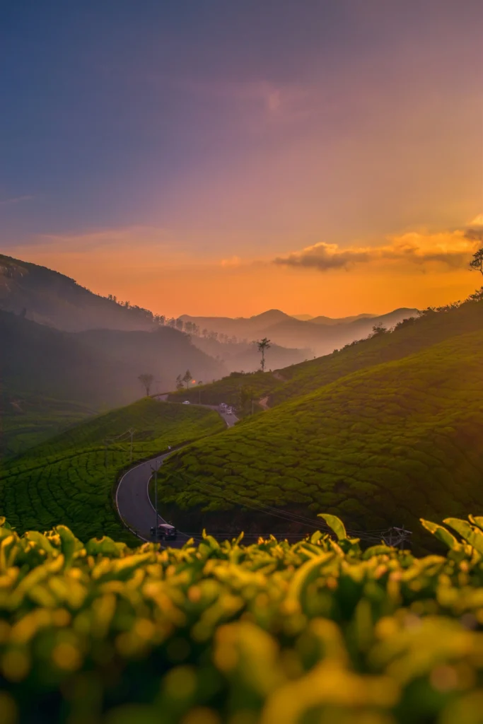 A scenic view of Munnar’s green tea plantations, misty hills and winding mountain road beneath a warm sunset sky. Roameaze creates customised Kerala tour packages for couples, families and nature lovers travelling from across India.