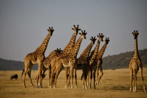 Giraffes in the Tanzania savannah for luxury African safari holiday packages by Roameaze