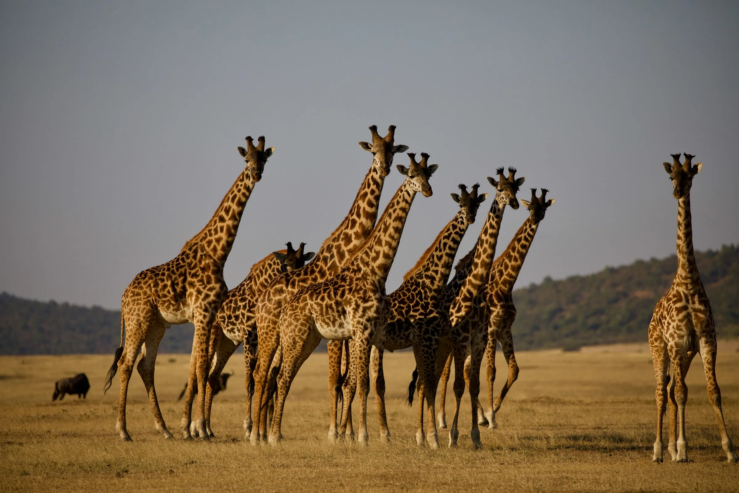 Tanzania Honeymoon Packages: Safari and Zanzibar Beach Combined Itinerary