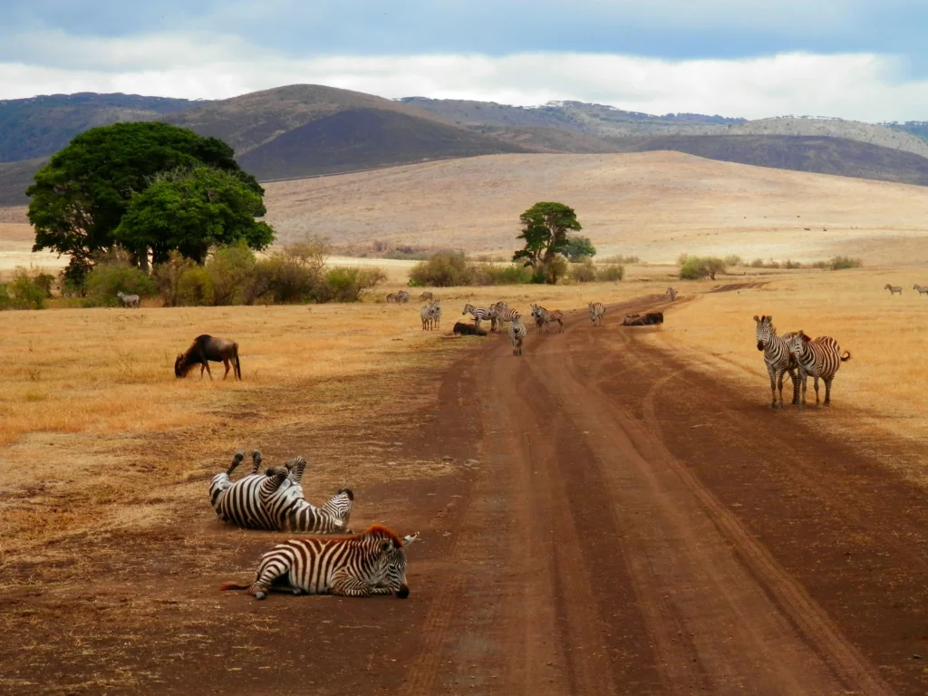 Zebras on a safari trail in Tanzania for customised wildlife safari packages by Roameaze